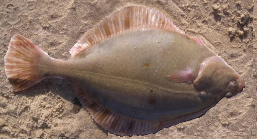 Platichthys flesus_04.jpg